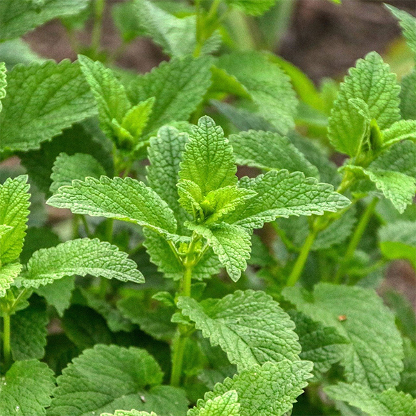 Lag beroligende te av sitronmelisse – naturlig lindring i en kopp